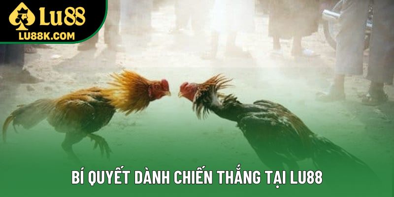 Bí quyết dành chiến thắng tại Lu88  Bí quyết dành chiến thắng tại Lu88