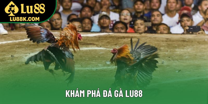 Khám phá đá gà Lu88 Khám phá đá gà Lu88